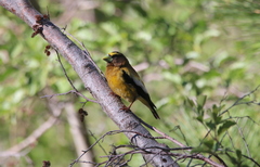 Coccothraustes vespertinus brooksi