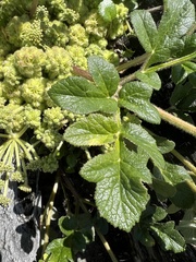 Glehnia littoralis leiocarpa