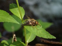 Goniops chrysocoma