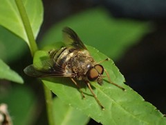 Goniops chrysocoma
