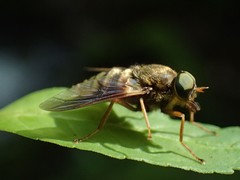 Goniops chrysocoma