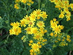 Jacobaea aquatica