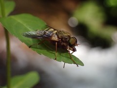 Goniops chrysocoma
