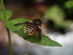 Goniops chrysocoma
