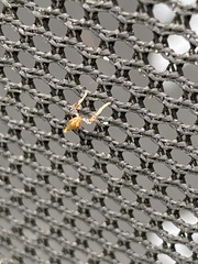 Apache degeeri