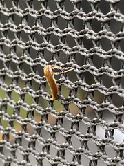Apache degeeri