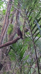 Ninox novaeseelandiae