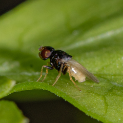 Malloewia abdominalis