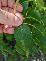 Phyllocoptes didelphis