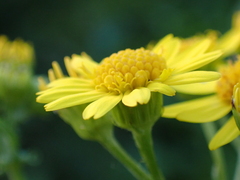 Jacobaea aquatica