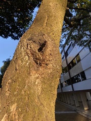 Scaptotrigona postica