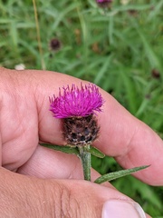 Centaurea debeauxii