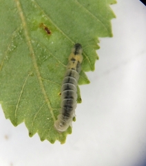 Caloptilia elongella