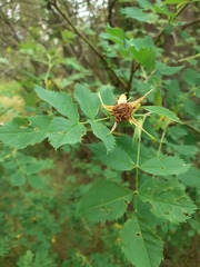 Rosa caesia glauca