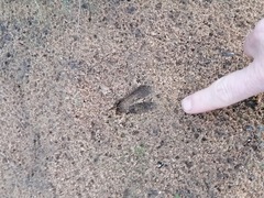 Raphicerus melanotis