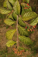 Cotoneaster rehderi