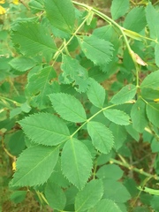 Rosa caesia glauca