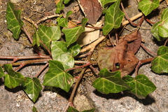 Hedera helix