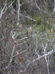 Accipiter chilensis