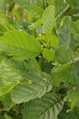 Alnus glutinosa