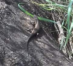 Trachylepis brevicollis