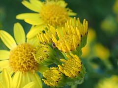 Jacobaea aquatica