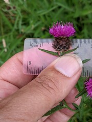 Centaurea debeauxii