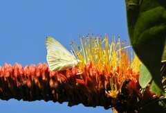 Hesperocharis anguitia