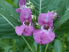 Impatiens glandulifera