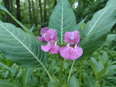 Impatiens glandulifera