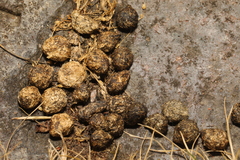 Oryctolagus cuniculus