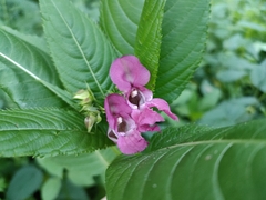 Impatiens glandulifera