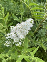Filipendula ulmaria