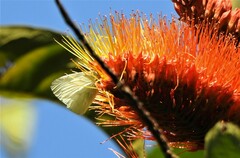 Hesperocharis anguitia