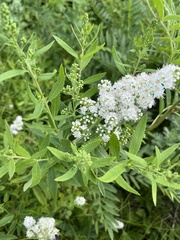 Filipendula ulmaria