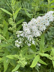 Filipendula ulmaria