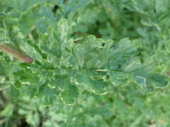 Jacobaea aquatica
