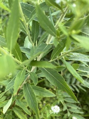 Filipendula ulmaria