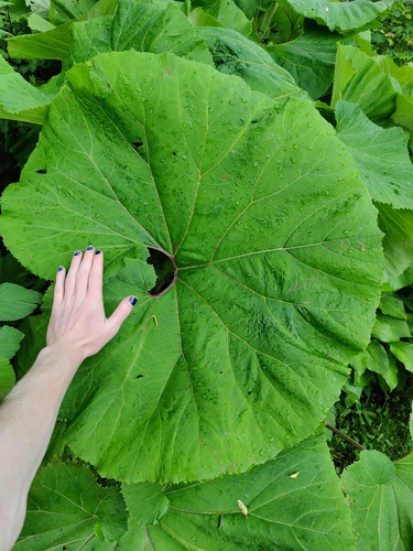 Petasites japonicus