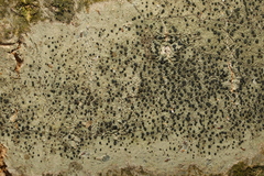 Lecidella elaeochroma