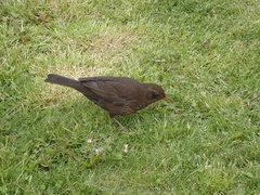 Turdus merula