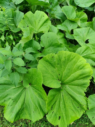 Petasites japonicus