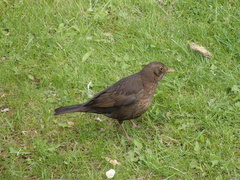 Turdus merula