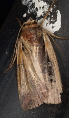 Ochropleura implecta
