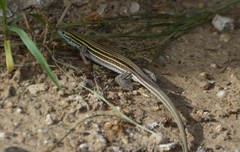 Aspidoscelis laredoensis