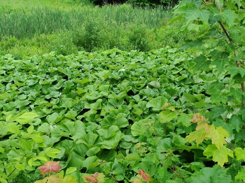 Petasites japonicus