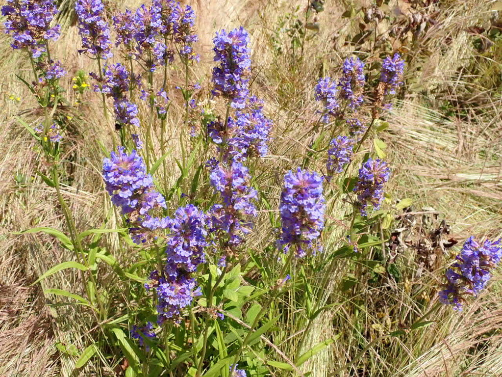 tall western penstemon