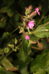 Silene dioica