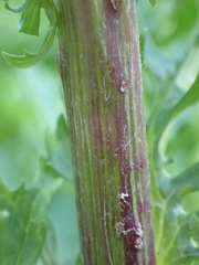 Jacobaea aquatica