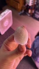 Leucocoprinus ianthinus